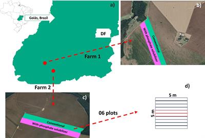 Effect of a Bacillus velezensis and Lysinibacillus fusiformis-based biofertilizer on phosphorus acquisition and grain yield of soybean